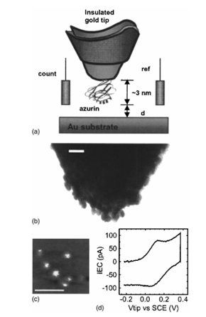 Рис.43. Биотранзистор на основе металлпротеинов. (Alessandrini, A. and M. Salerno (2005) Single-metalloprotein wet biotransistor. Appl. Phys. Lett. 86: 133902)