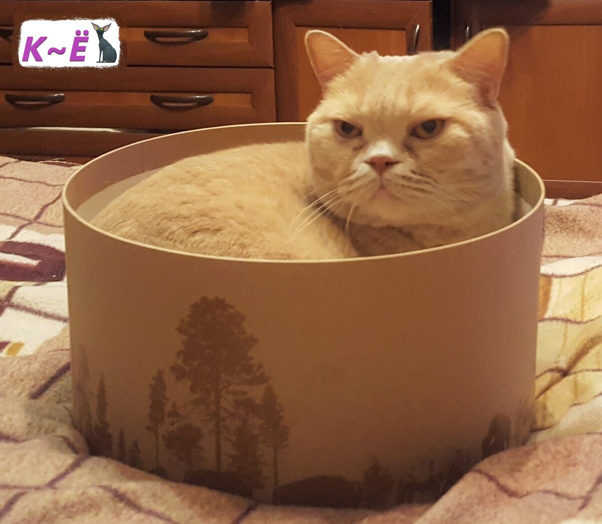 Недовольный Матвей, не хочет вылезать из коробки