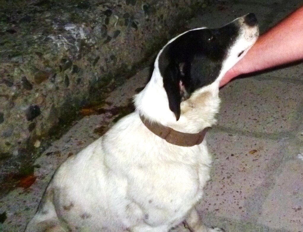 Местный Белый Бим Чёрное Ухо