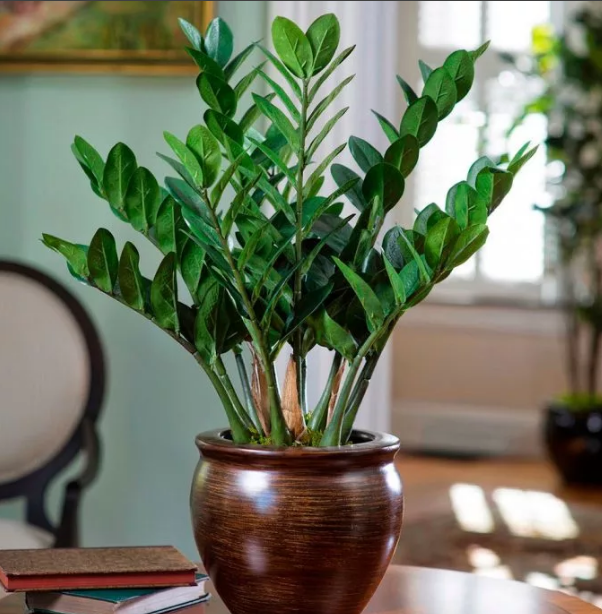 Замиокулькас — долларовое дерево