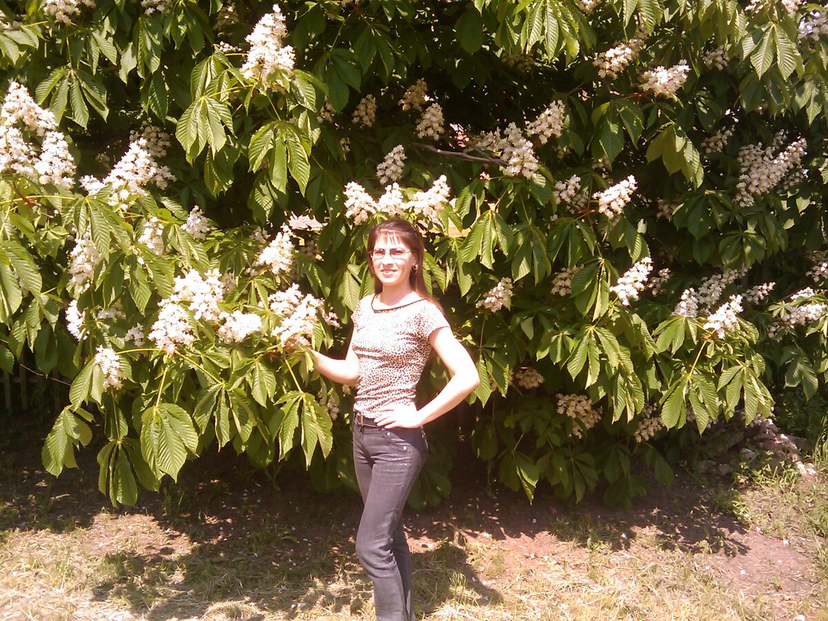 Цветущие каштаны в мае.