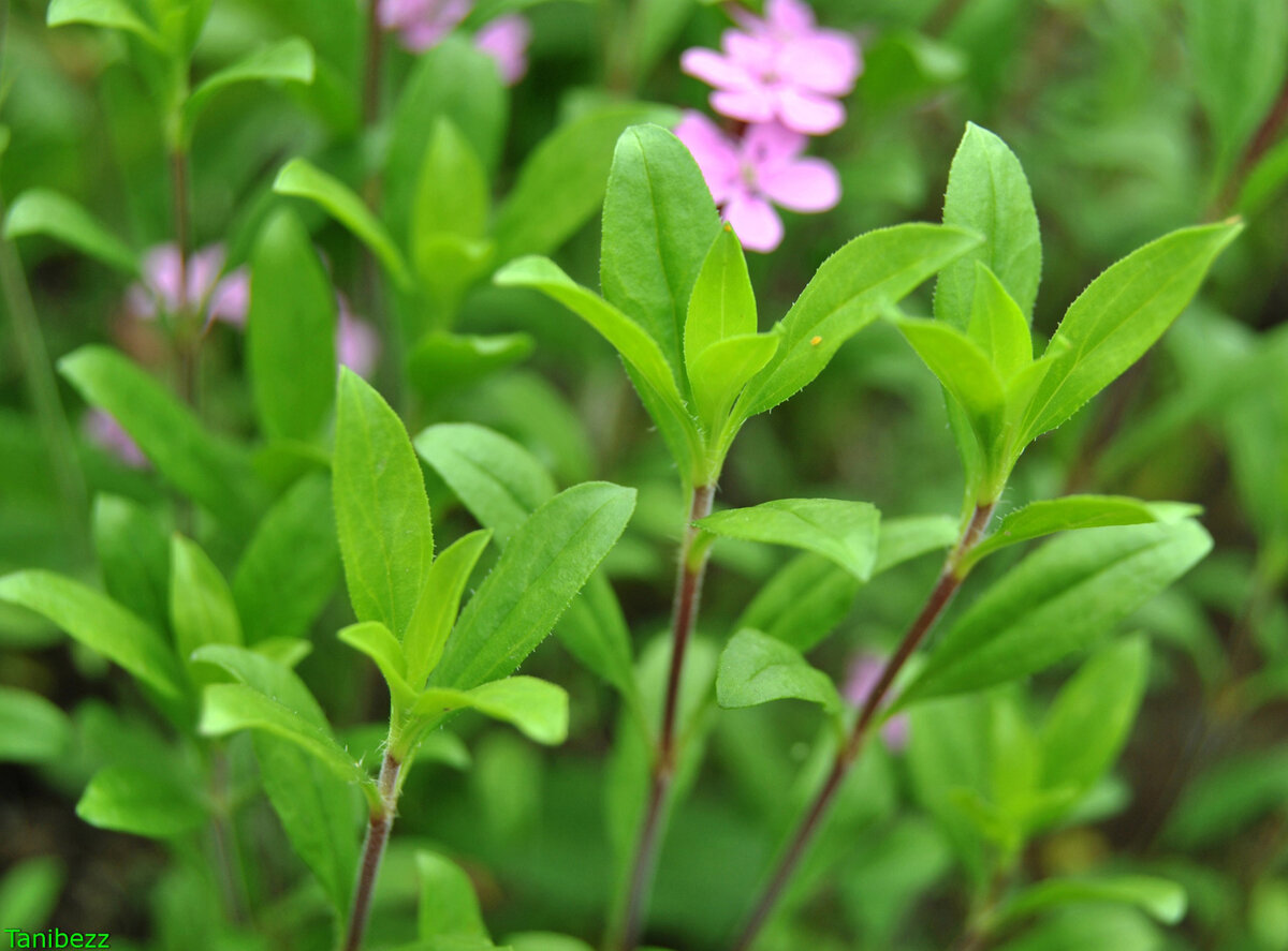Мыльнянка базиликолистная / Saponaria ocymoides