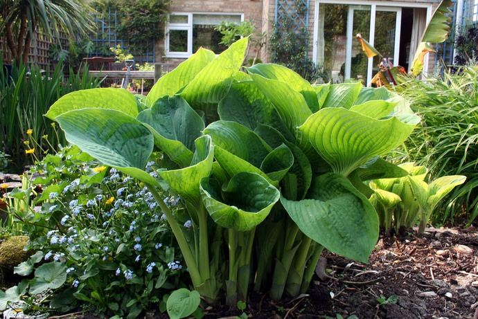 фото с сайта    https://dachadecor.ru/   в качестве примера 