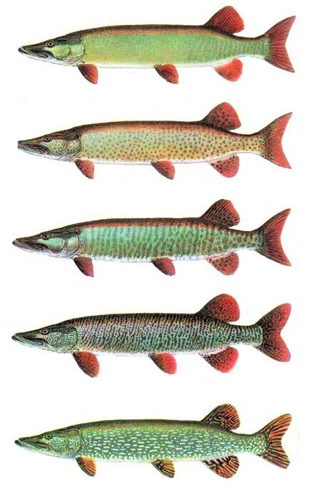 Увидеть рыбу. Окраска щуки. Щука цвет. Разновидности щук. Щука цвет рыбы.
