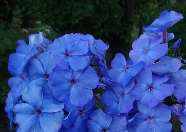  Флокс Моя Любовь, Моя Отрада