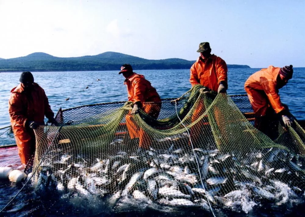 Охотское море рыбный промысел. Рыбный промысел в тихом океане. Рыбный промысел на европейском севере. Рыбная промышленность Камчатка.