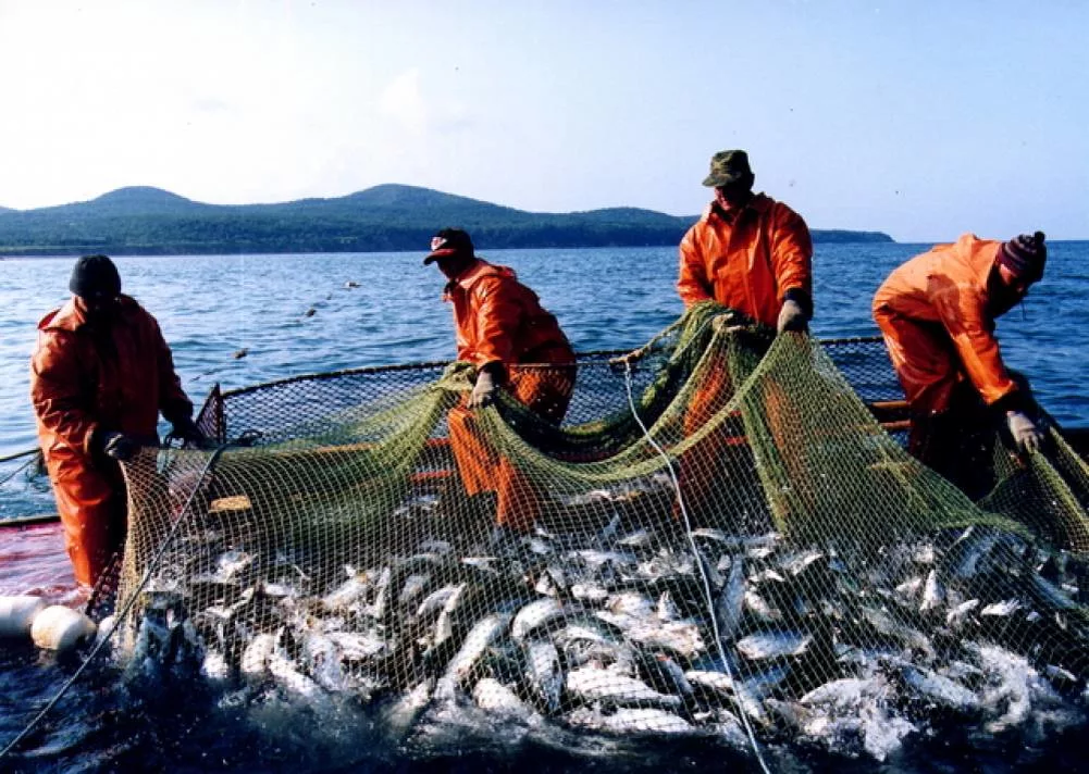 East fishing. Рыбный промысел на Дальнем востоке. Охотское море рыбозавод. Рыбный промысел в тихом океане. Биологические ресурсы Охотского моря.