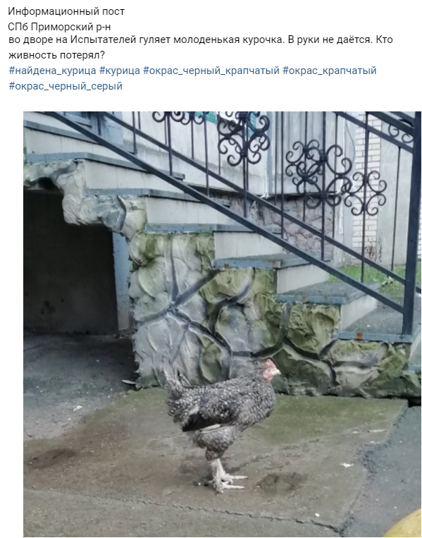 Сос-пост из паблика ВКонтакте "Я потерялся!СПб! Объявления о пропавших животных" Курица гуляла по Санкт-Петербургу