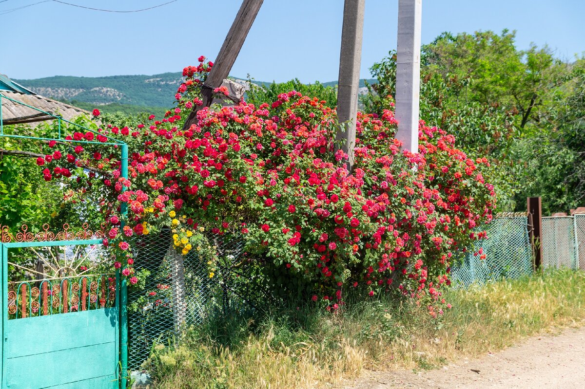 1.  Огромный куст роз в Передовом.