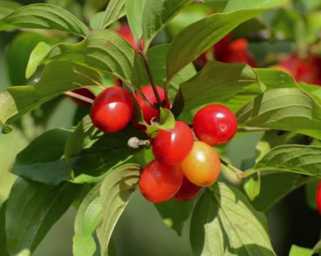 Кизил светлячок. Кизил Cornus mas. Кизил обыкн. (Cornus mas). Светлячок Cornus mas. Кизил Эштон куш.