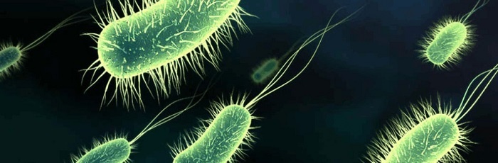 Сложные формы жизни снаружи выглядят по-разному. Но все растения, одноклеточные организмы, животные и даже люди на самом простом уровне состоят из похожего материала – из клеток, включающих ядра.

Эукариоты, или ядерные, – общее название для всех живых организмов, клетки которых содержат ядро. Все организмы, кроме бактерий и архей, являются ядерными (вирусы также не являются эукариотами, но не все биологи вообще считают их живыми организмами). Итак, поскольку эукариотами являются многие формы жизни, в том числе люди, то очень похоже, что у нас всех есть общий предок. Вы и яблоня, растущая у Вас в саду – далекие родственники, разделенные несколькими миллиардами лет и еще большим количеством поколений.

Но эукариотов не существовало на протяжении большей части истории жизни на Земле. Наша планета была домом всего для двух видов живых организмов: бактерий и архей. Эти два типа организмов также объединяются под названием «прокариоты». Эти одноклеточные организмы царствовали на Земле в течение первых двух миллиардов лет после появления жизни на Земле. Но за всю историю жизни на планете прокариоты никогда не становились большими и сложными, как эукариоты. Все дело в том, что они не могли накапливать энергию. Прокариоты могут производить энергию только на своей оболочке. Поэтому, для производства большего количества энергии необходима большая площадь оболочки, а это требует сильного увеличения размера клетки и это, в свою очередь, требует еще большого количества энергии для поддержания жизнедеятельности клетки.

Допустим, что бактерия хочет увеличить все свои линейные размеры в 3 раза, тогда площадь оболочки этой бактерии увеличится примерно в 9 раз, и во столько же раз вырастет количество вырабатываемой энергии. Но, объем такой бактерии вырастет примерно в 27 раз, и во столько же раз больше энергии бактерии будет нужно для поддержания своей жизнедеятельности. Таким образом, энергии у бактерии будет в 3 раза меньше, чем её нужно. Этот порочный круг прокариоты никогда бы не разорвали самостоятельно.