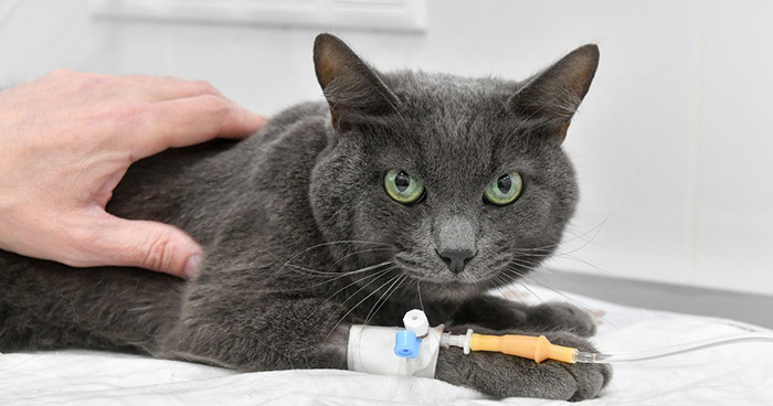 Фото: Сергей Киселев/Агентство «Москва»