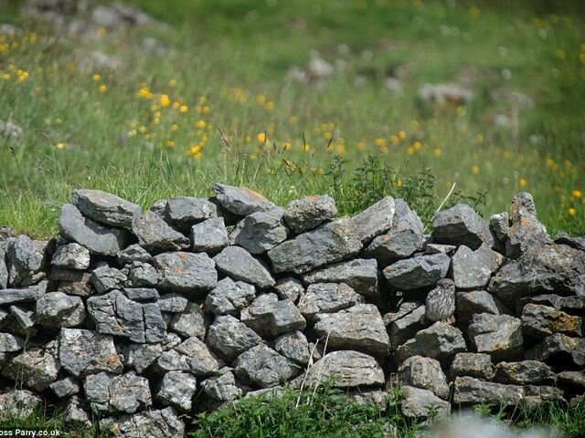 СОВЕНОК, ГДЕ ЖЕ ТЫ?