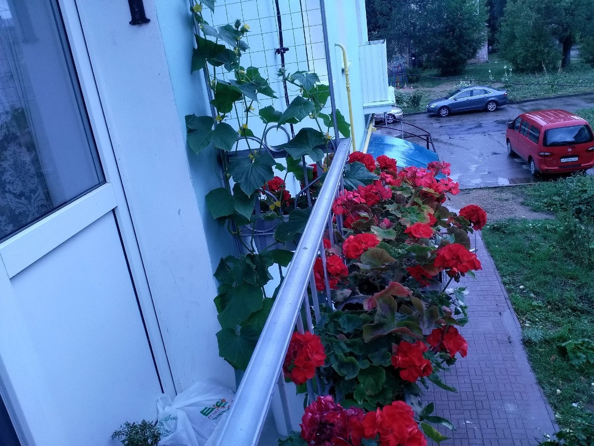 Мой балкон.Герань+огурец