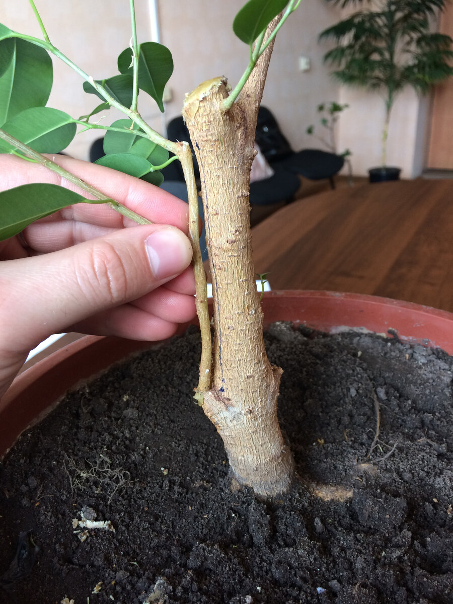 каждую ветку примерил и всё расчертил... (листай вправо)