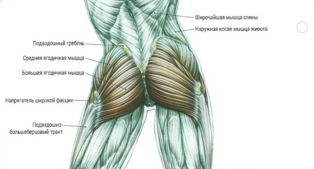 Ягодичные мышцы анатомия строение картинки на русском