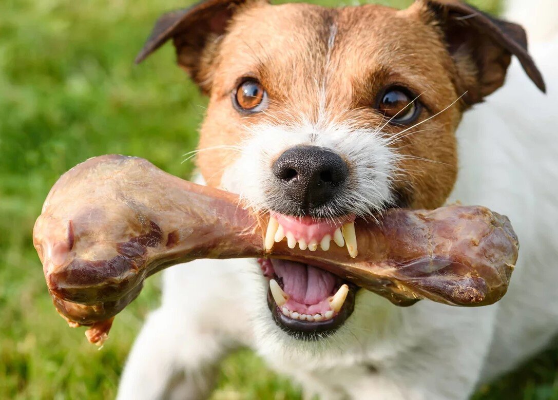 Слюна во время еды. Вредная собака. Злая собака. Собака с косточкой в зубах.