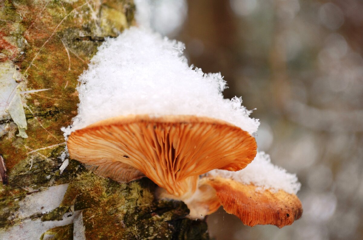 Без химии в этом году, к сожалению, не обойтись