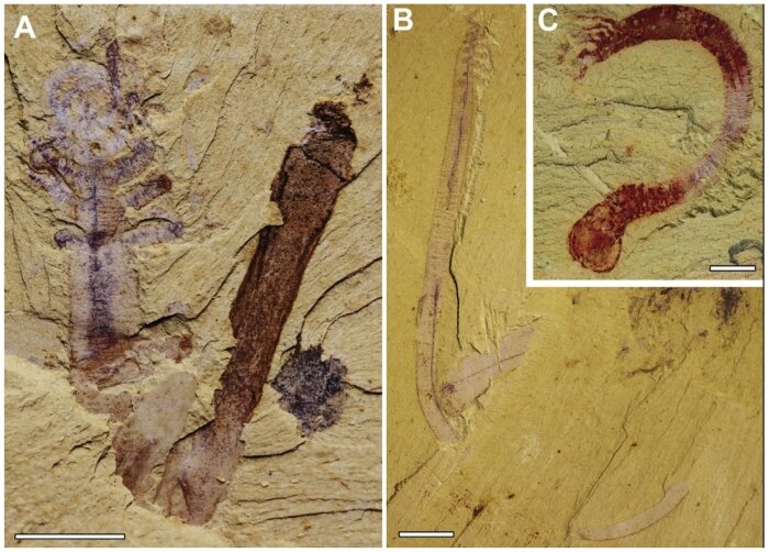 (Howard et al., Current Biology, 2020)