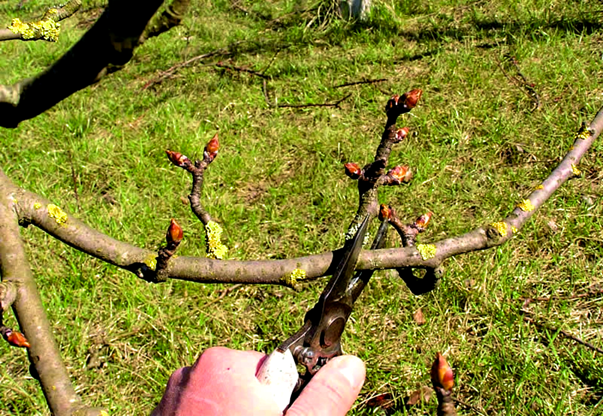 Можно обрезать деревья в апреле. Кербовка яблонь. Опиловка яблони. Обрезание плодовых деревьев весной. Груша Чижовская обрезка весной.
