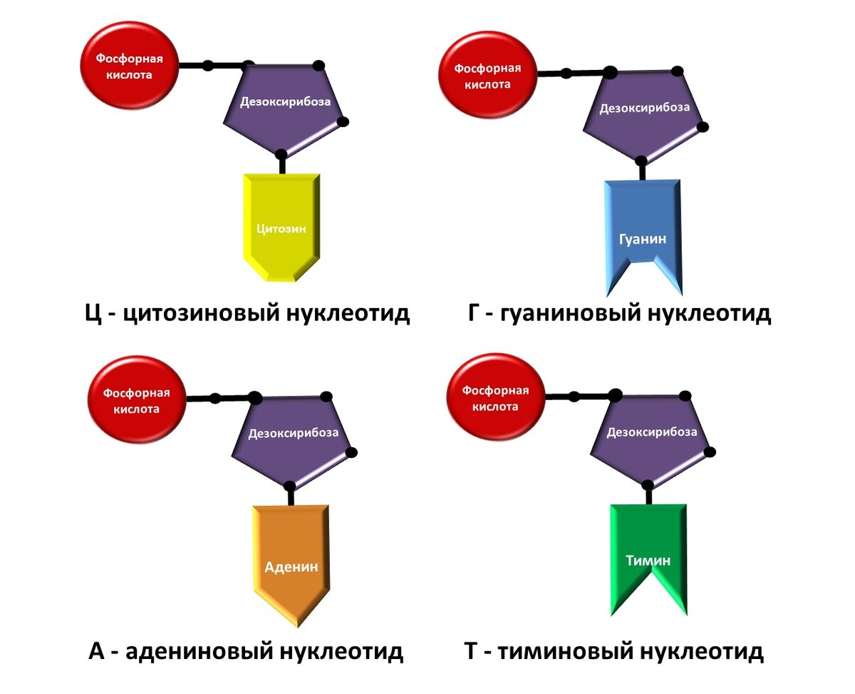 Нуклеотиды ДНК