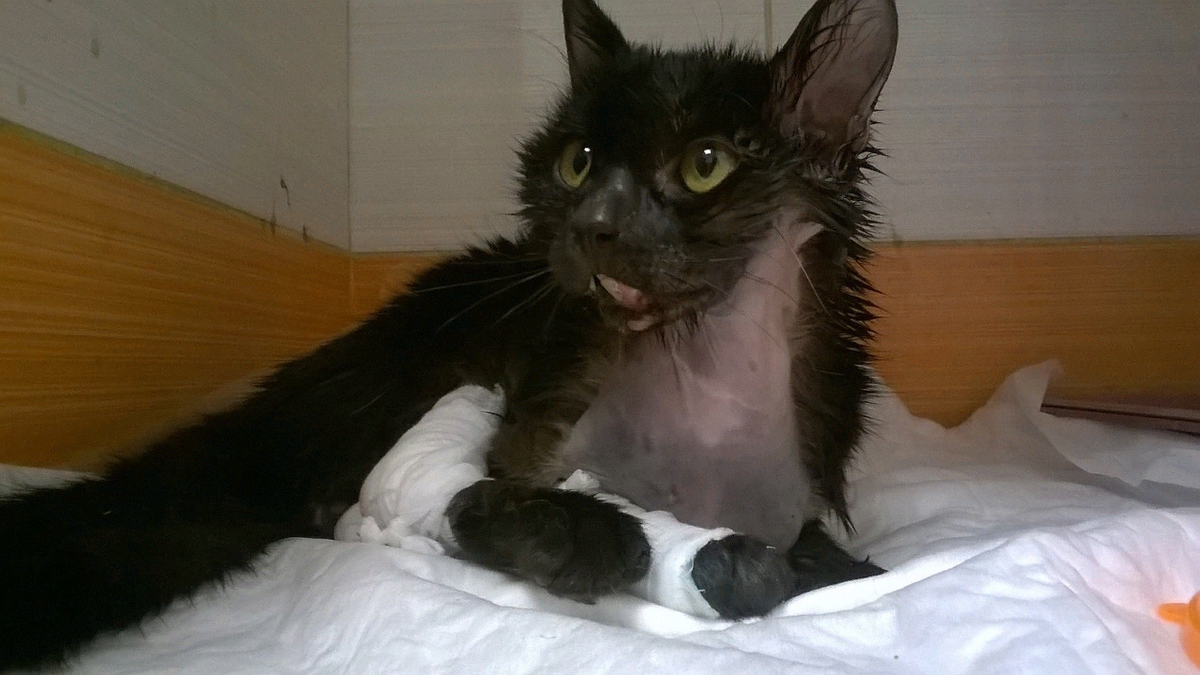 Карат в клинике. 