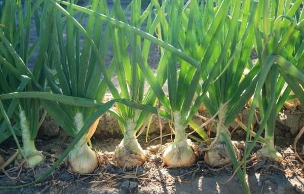 Растет урожай лука