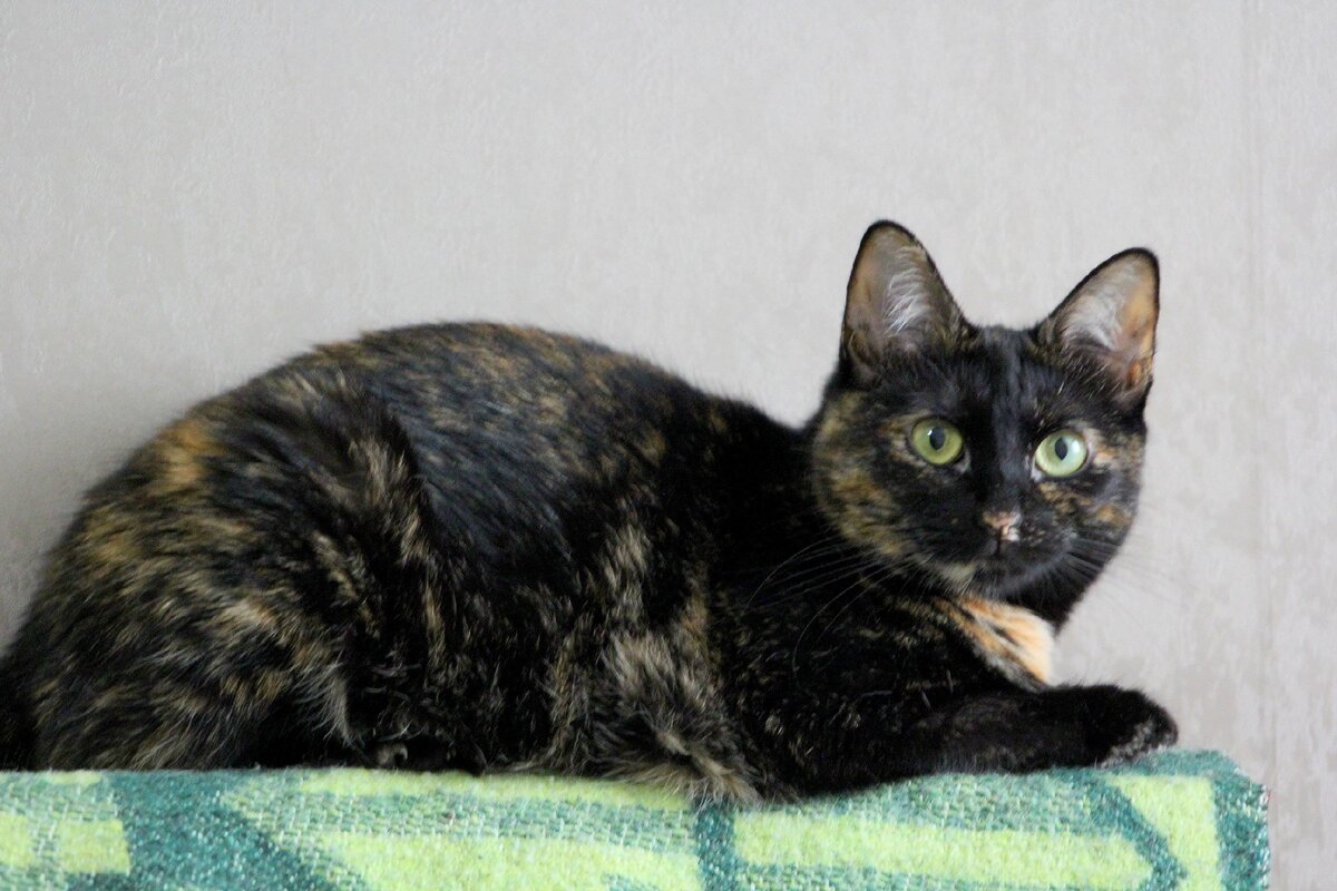 Тэффи разрешила нам к ней подойти и сфотографировать только пол года спустя