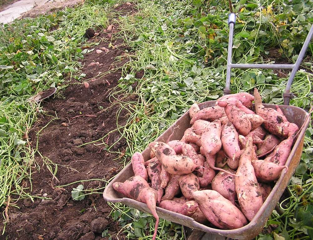 посадка раннего картофеля. картофель открытый грунт. ботва картофеля тулеевский. картофель в земле. картофель открытый грунт.