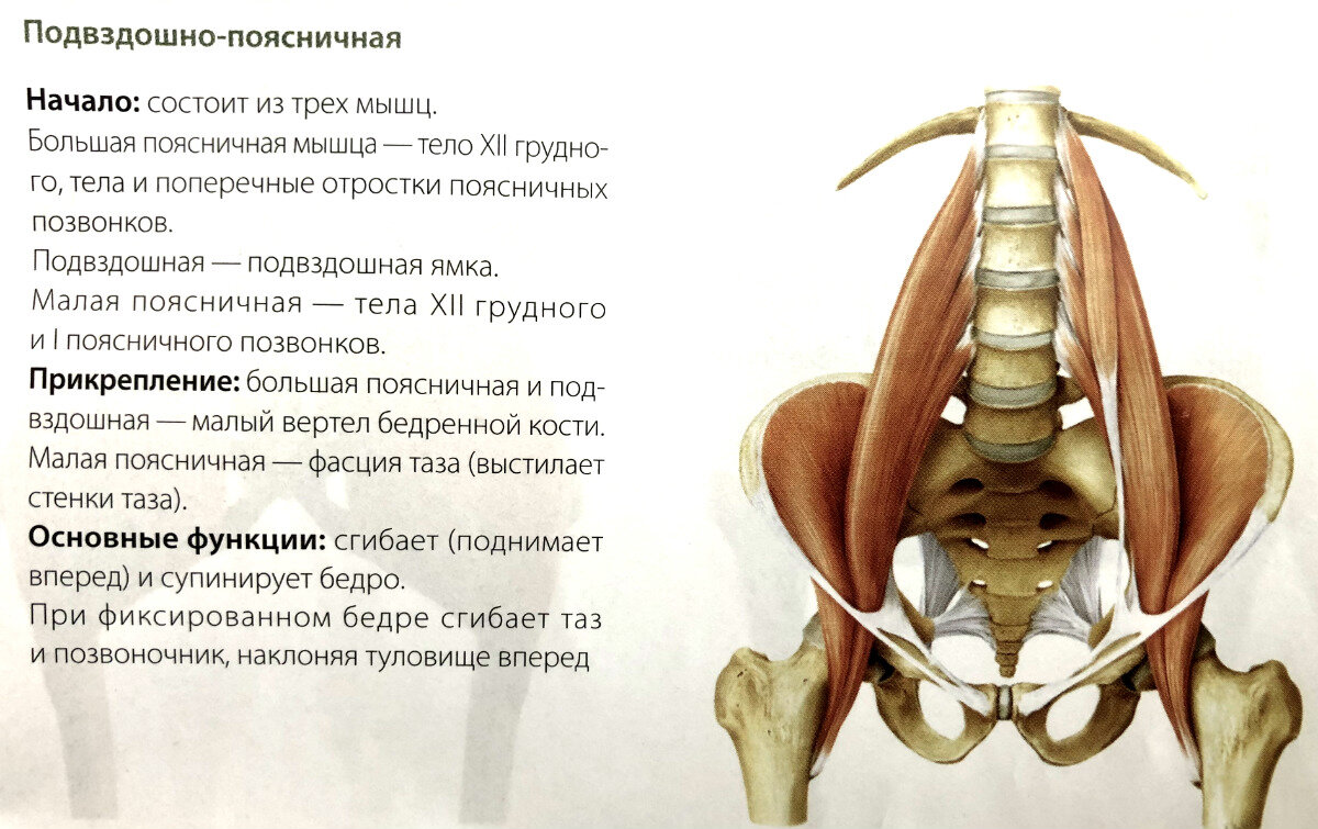 Подвздошно поясничная. Подвздошно-поясничная мышца анатомия. Подвздошно-поясничная мышца начало и прикрепление. Малая поясничная мышца анатомия. Подвздошно поясничная мышца вид спереди.