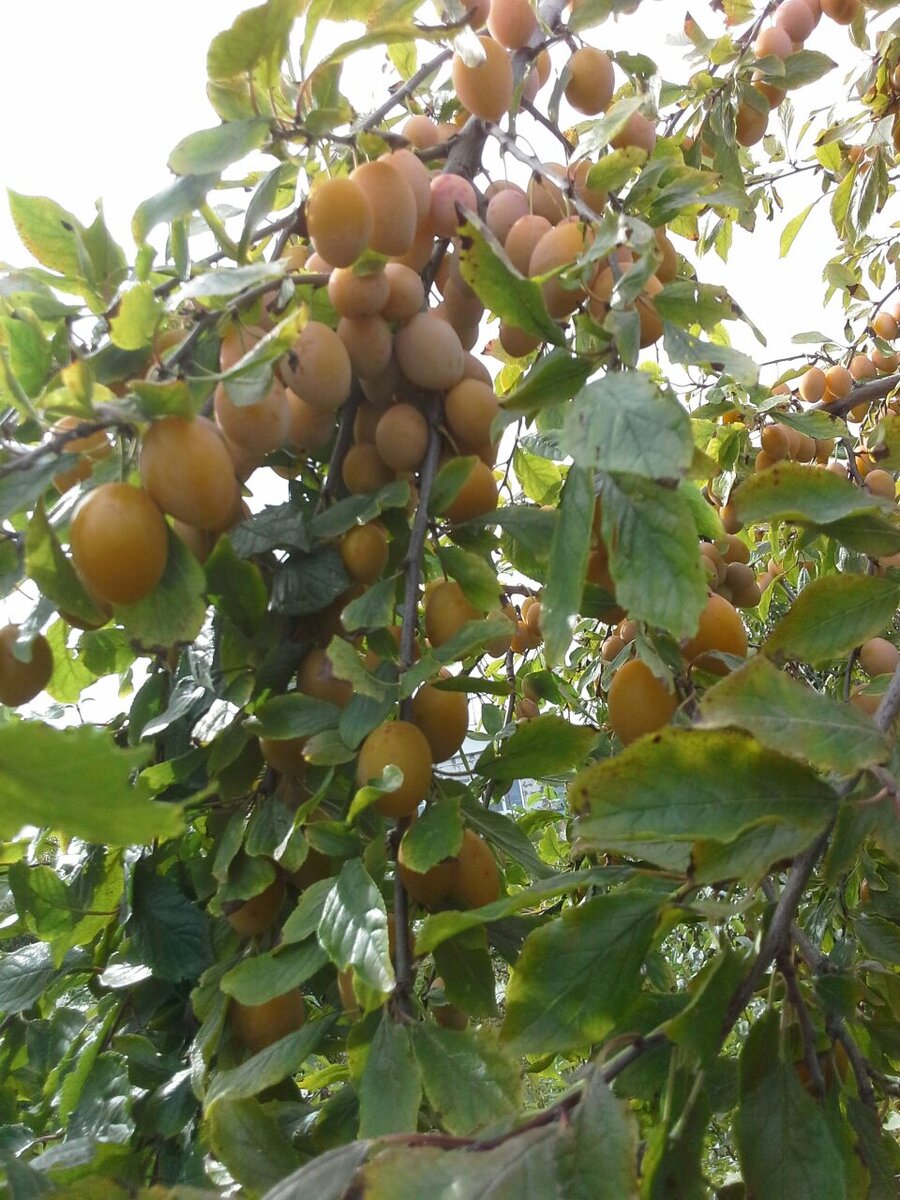 Очень плодовитая.