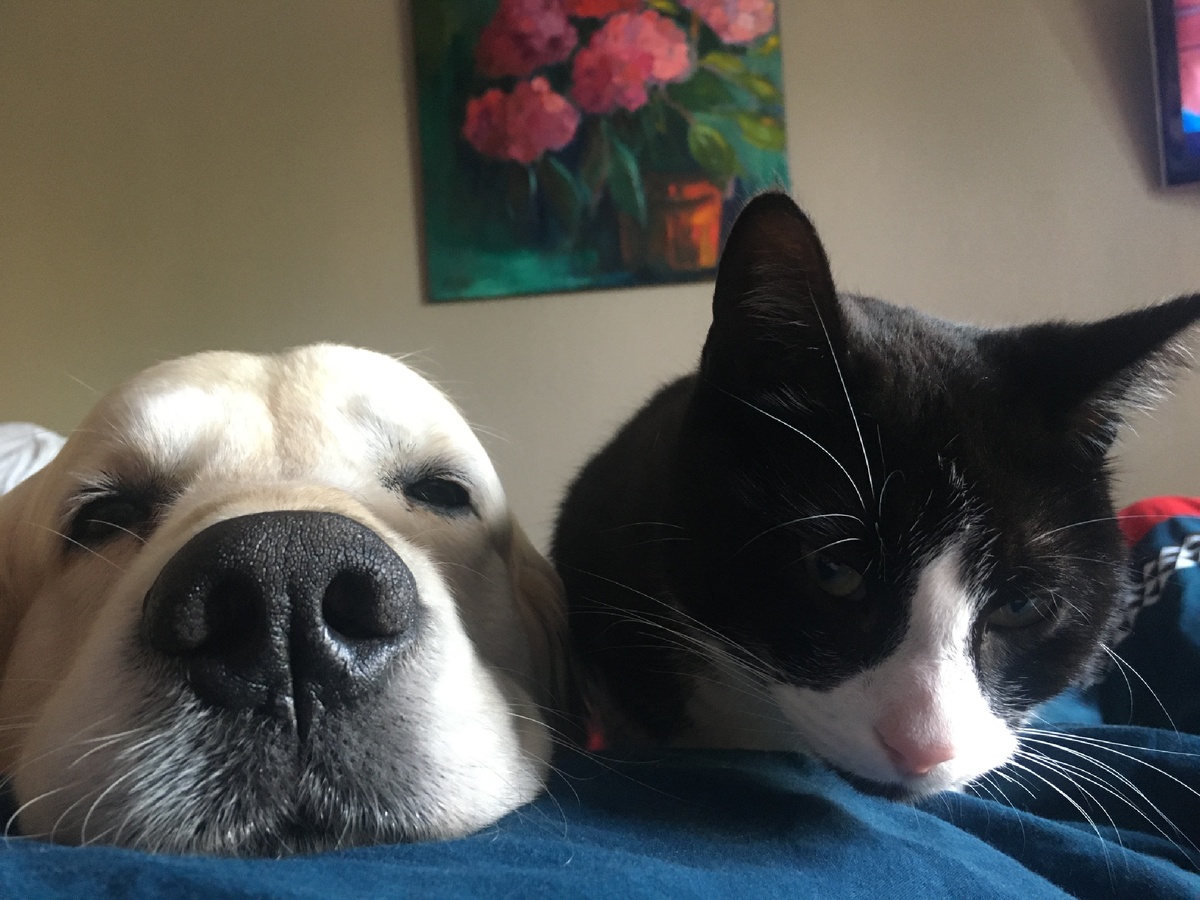 Нам пока не удаётся посадить животных на карантин. Они очень ласковые. 