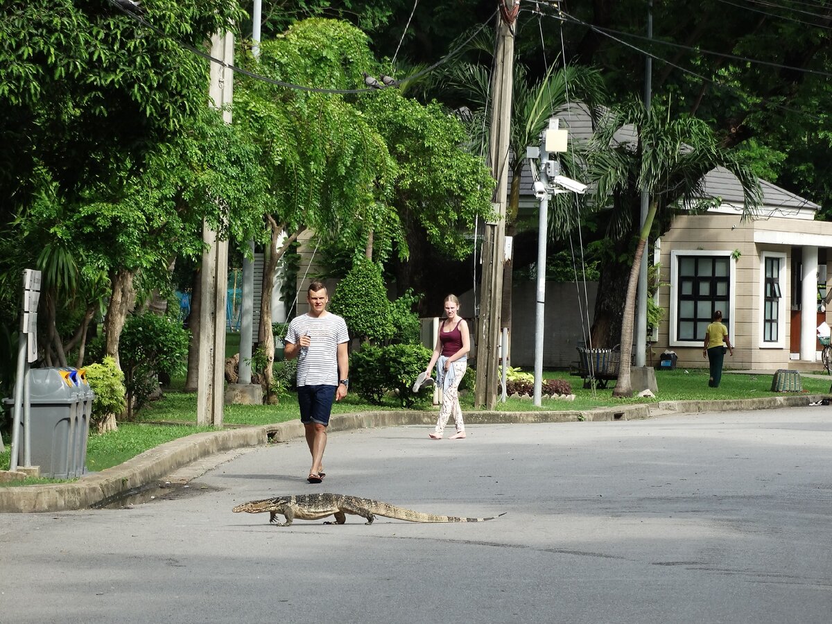 Бангкок. Парк Люмпини. Варан среди людей. Фото автора.