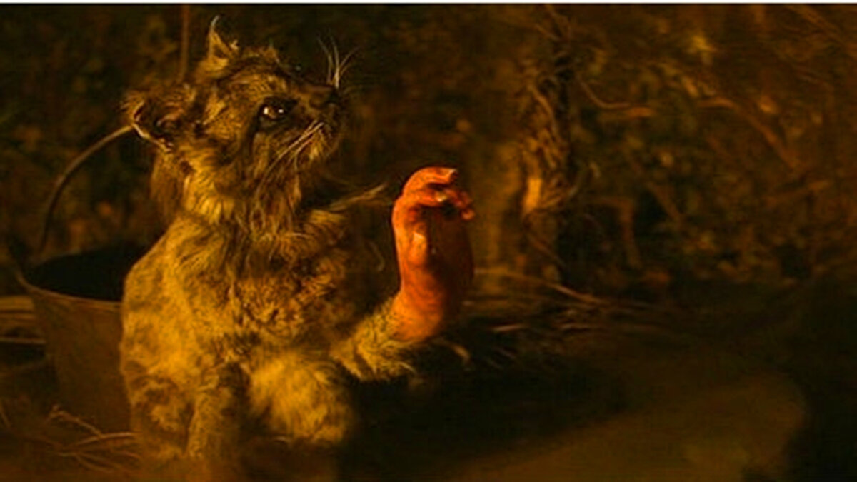 Кот пук. Сотворение адама с котом. Кот с человеческими ручками. Кот с человеческими руками. Парень с котенком.