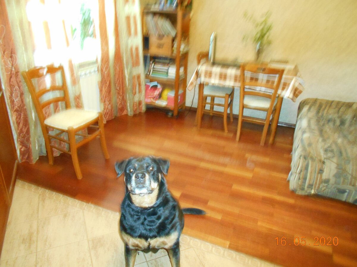 В нашем доме постоянно жили собаки. Одна из них, Рема, прожила с нами 14 лет.  Ремочка принесла нам много радости- она была с нами во всех наших поездках, ездила на дачу, в лес, на реку, озеро.   Машинка” Ока” была крошечной, почти игрушечной, но нам она нравилась- колеса крутились, сиденья были, мотор ревел- что еще надо для счастья?У Ремы было свое место на заднем сидении. Мы приезжали в лес, или на речку, разводили костер, делали шашлыки, в общем, радовались жизни. 
 Мой  сын  Саша  научил  Ремку  играть  в футбол.  Он пинал мячик, Рема хватала  его зубами,   потом  отбивала  в Сашину сторону.  Причем , ”насобачилась”  настолько, что голы не пропускала.  Игра доставляла и Саше, и  Ремочке  огромное  удовольствие, нам смотреть на них- тоже.
 Теперь, собственно, история.  Однажды  мы  с  собакой  гуляли в  парке  железнодорожников, был у нас такой, большой. Со стадионом. В 90-х к собакам относились более лояльно, чем сейчас, собака шла рядом со мной без поводка и намордника, раньше это никого не возмущало.  Тем временем, на стадионе проходил футбольный матч -  все , как полагается, игроки бегают по полю, судья судит, даже пяток болельщиков на трибуне сидят. Мы идем мимо, и, вдруг, моя Рема видит мяч.
Это было уже выше ремкиных сил. Стремительно пробежав мимо болельщиков, она выскочила на поле, схватила мяч и притащила его мне. А потом мы быстренько  сбежали, пока нас не побили разозленные болельщики во главе с судьей.   
 
