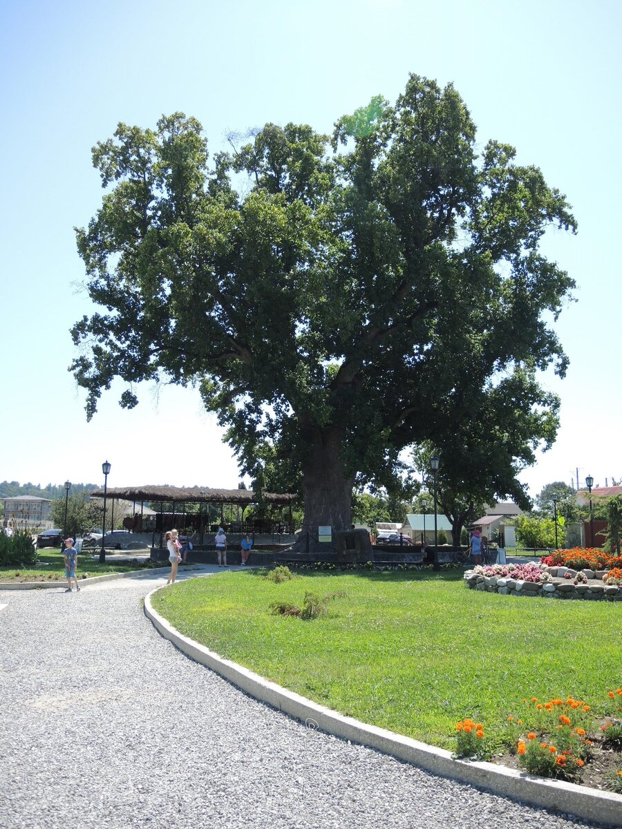 Фото из личного архива. Тюльпанное дерево