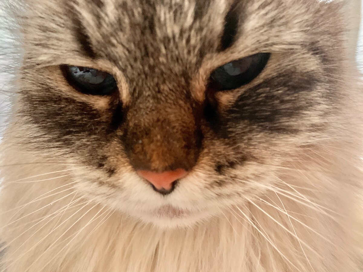 Котейка)