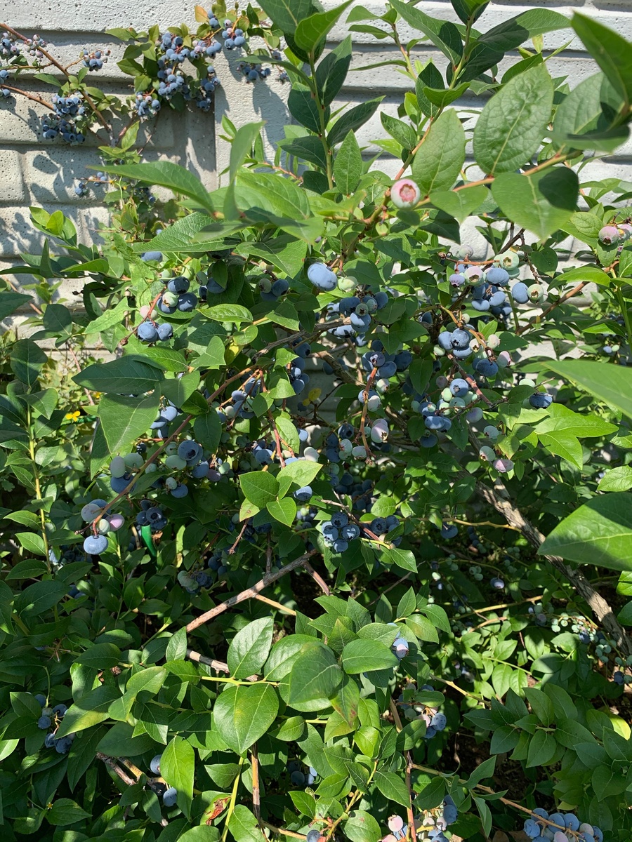 Кусты голубики