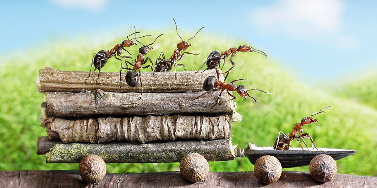  "Учиться , учиться, учиться"   и у природы ... https://grandgames.net/puzzle/source_p/muravi-trudyagi.jpg