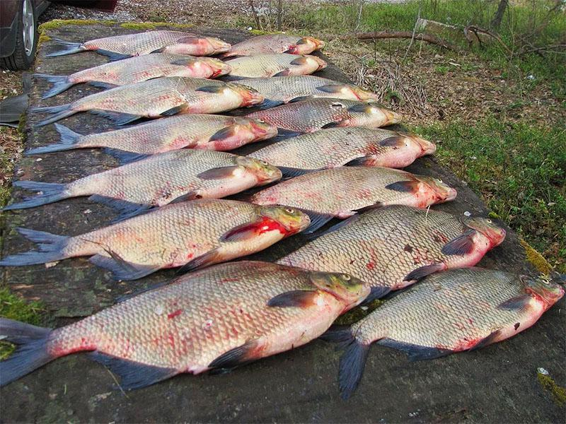 Рыбаки с крупной рыбой