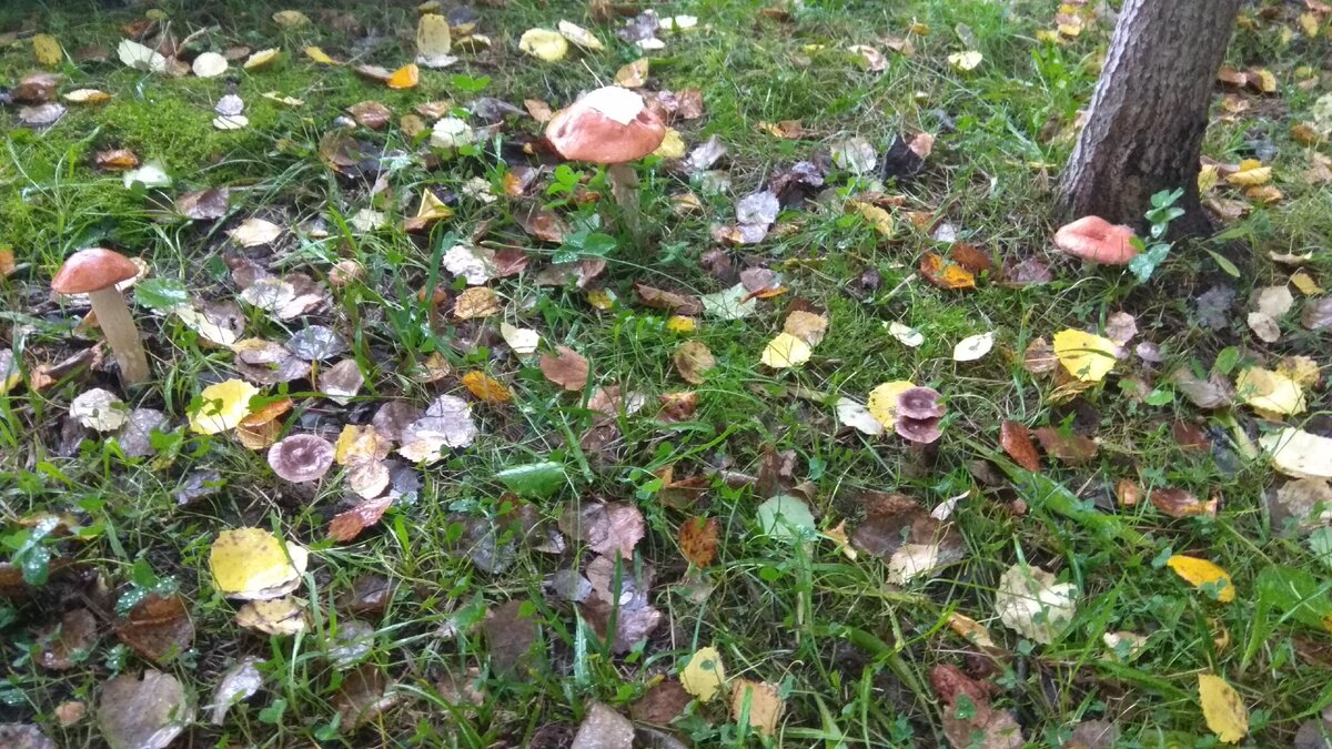 Авторское SPV PROJECT