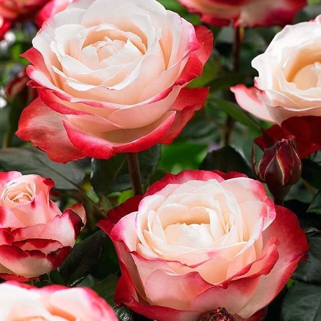 Розы. Фото взято из сети.