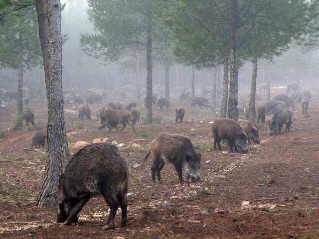 Кабан спит на матрасе