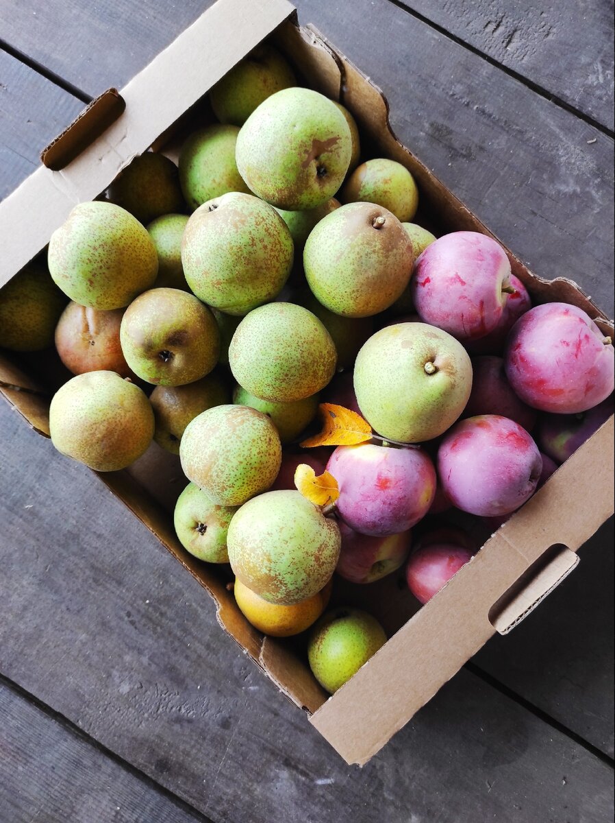 Вот такой урожай. Фото из личного архива