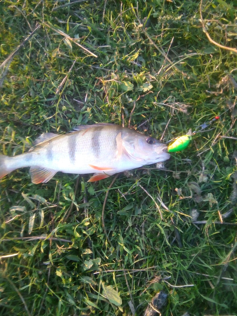 Окунь с удовольствием ловиться на воблер.