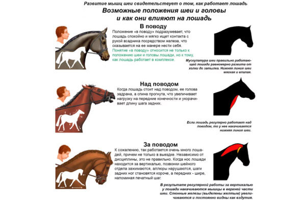 Как запрягать лошадь