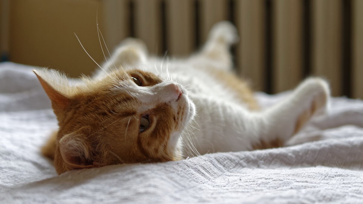 Роды у кошки: признаки, подготовка и уход после родов | Блог зоомагазина l2luna.ru