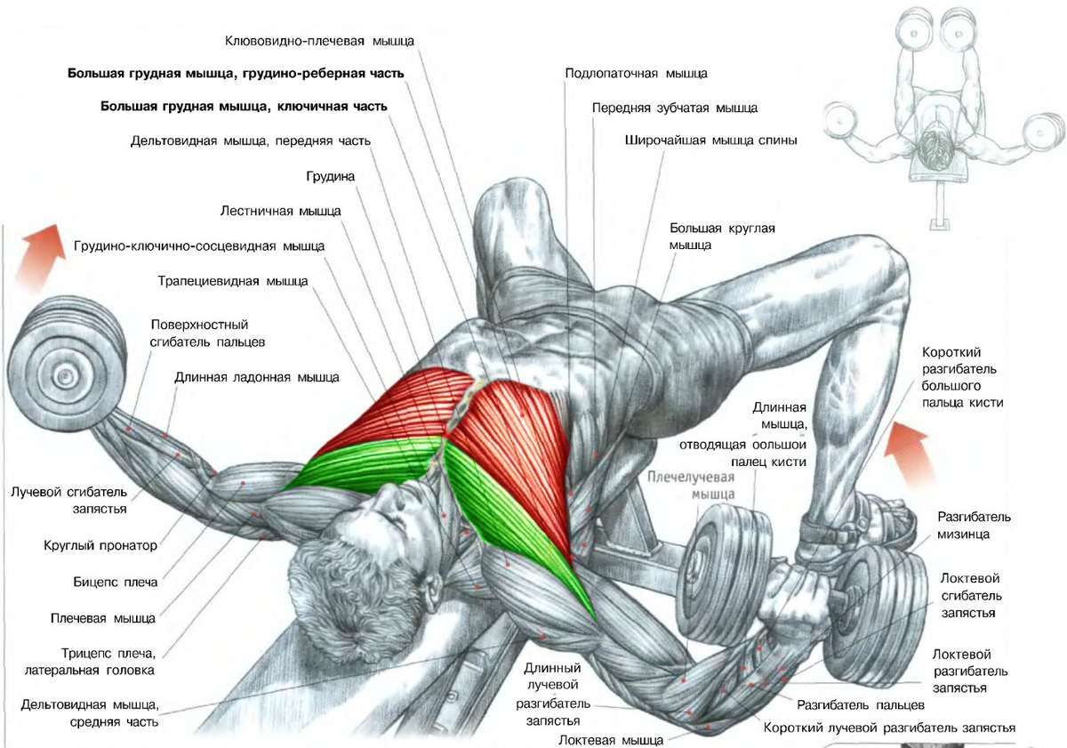Упражнения на грудные мышцы. Лучшие упражнения на грудные мышцы. Упражнения на мышцы груди. Самые эффективные упражнения для грудных мышц.