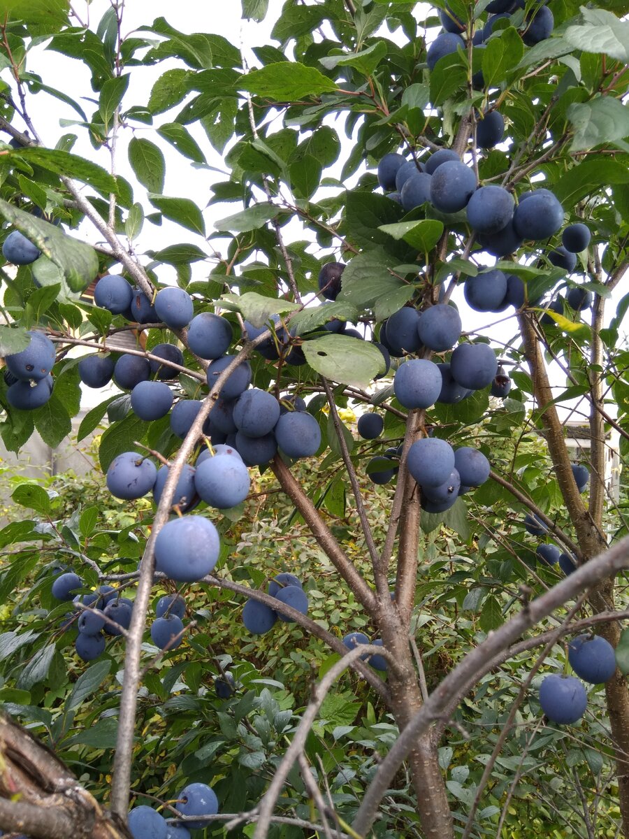 Наша слива. Варенье ароматнейшее! Фото автора.