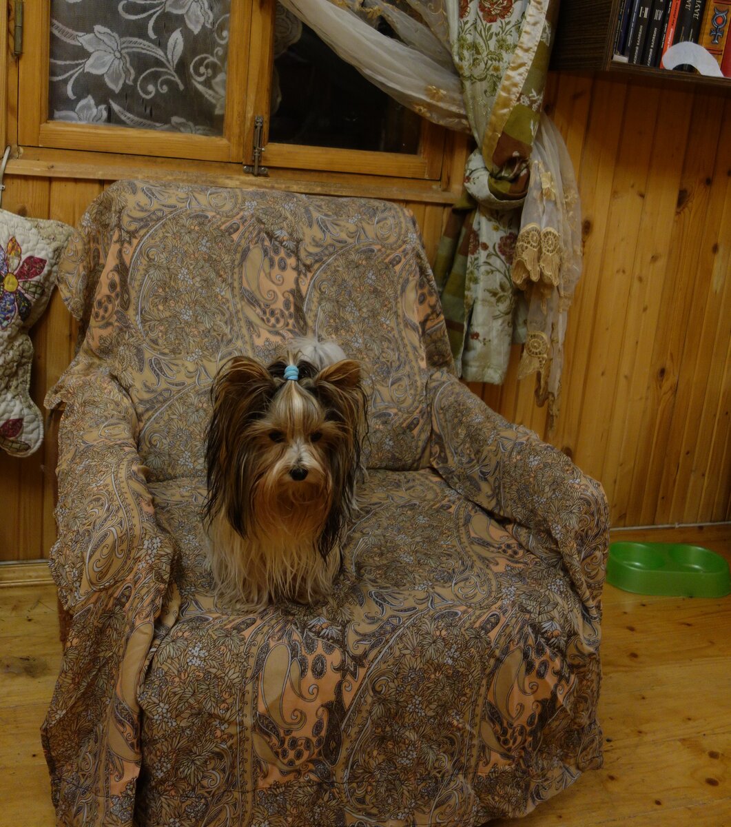 Соня на любимом кресле караулит котов, чтобы с ними поиграть